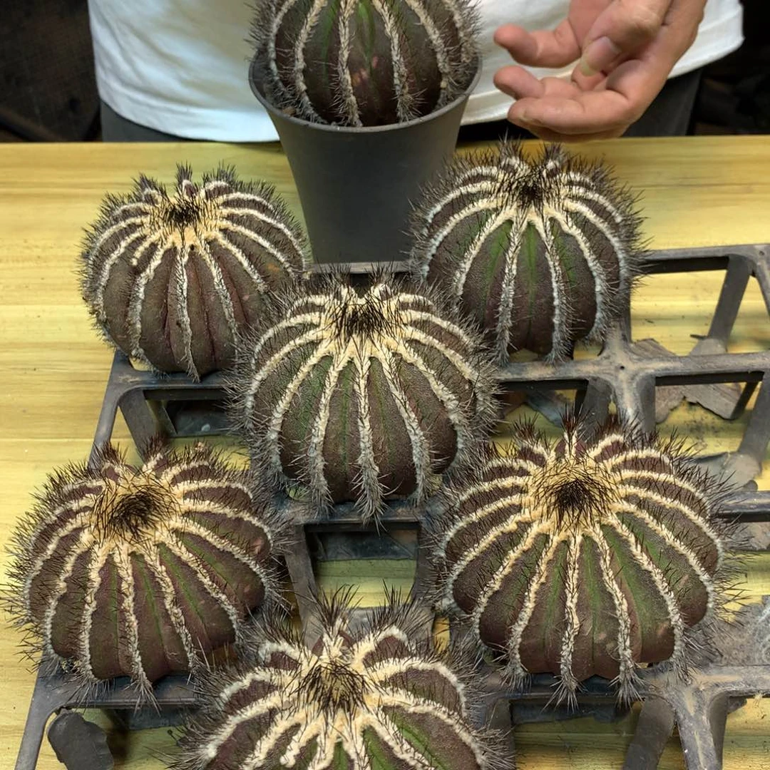 紫皮优博球 整体9公分起发 无根带木心