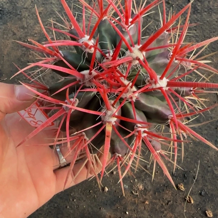 南***@0248狂刺红琥大福利