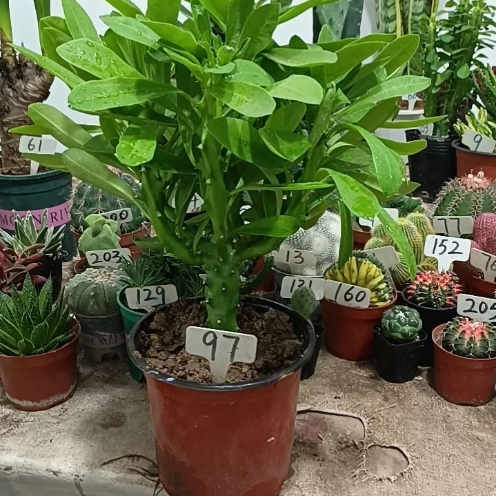 当前无花朵，栽培后可花朵霸王鞭     40元