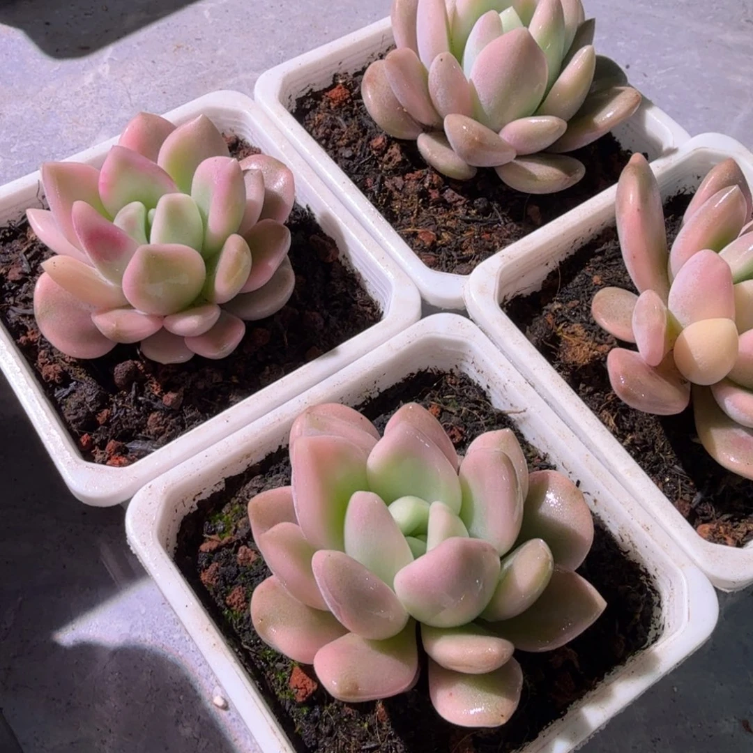 奥普锦，锦上园艺量拍