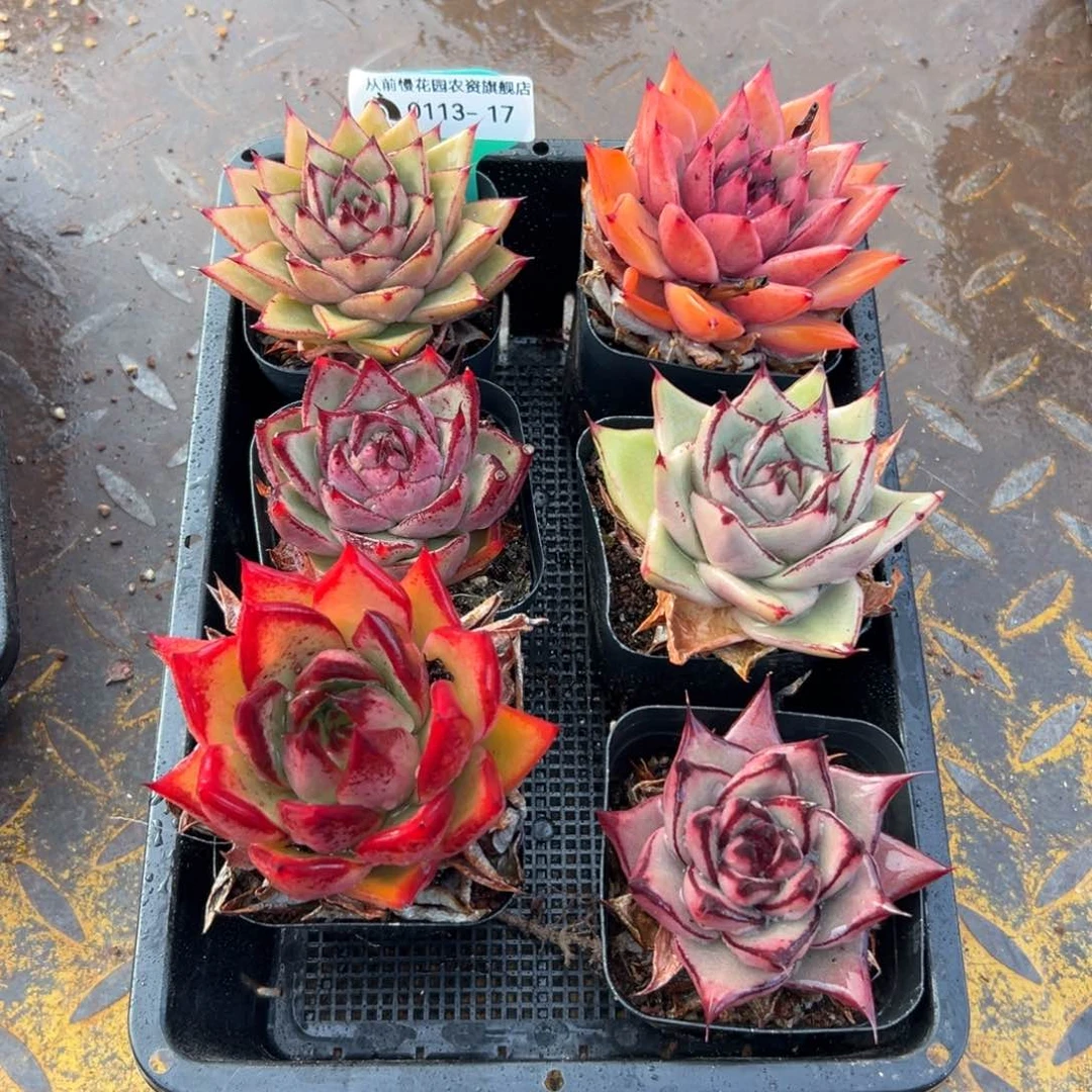 多肉一物一拍0113-17