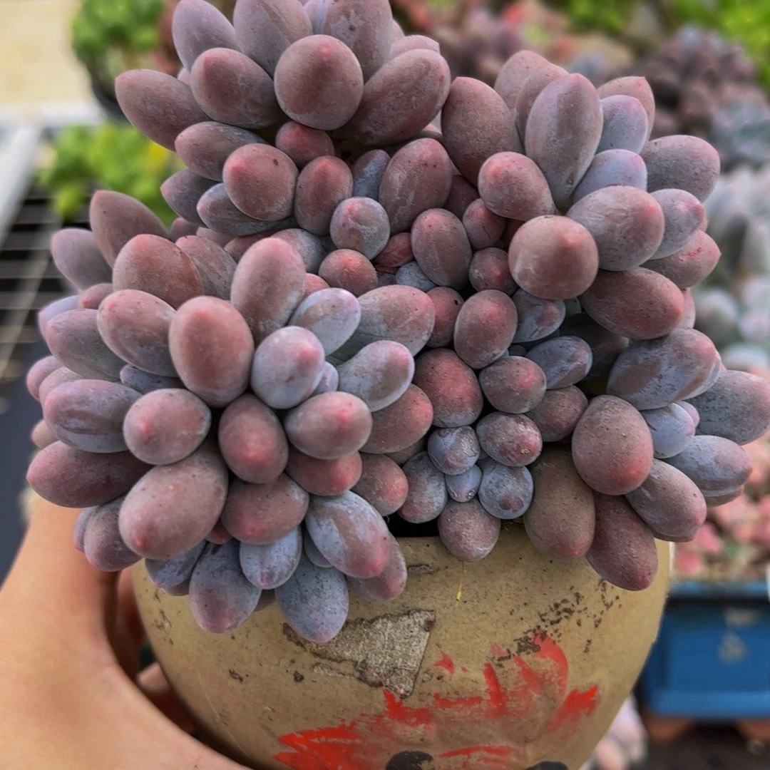 285-汤圆奶酪多肉10cm