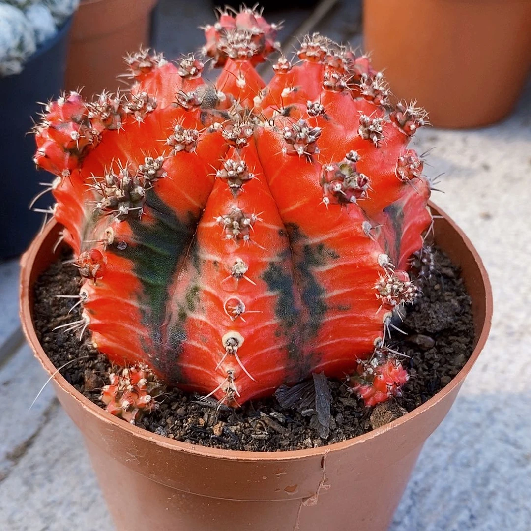 油画11111111111112人