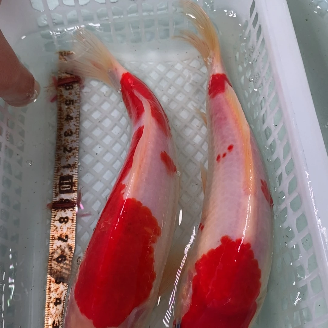 锦鲤冷水锦鲤包邮