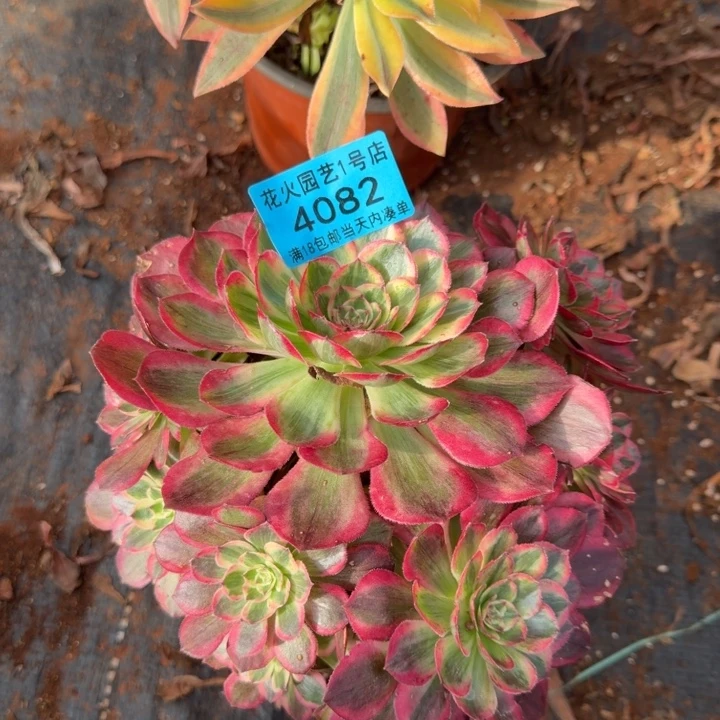 赤子心4082多肉植物法师