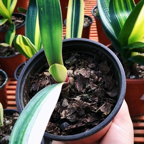 【闪购商品】1*月直播间