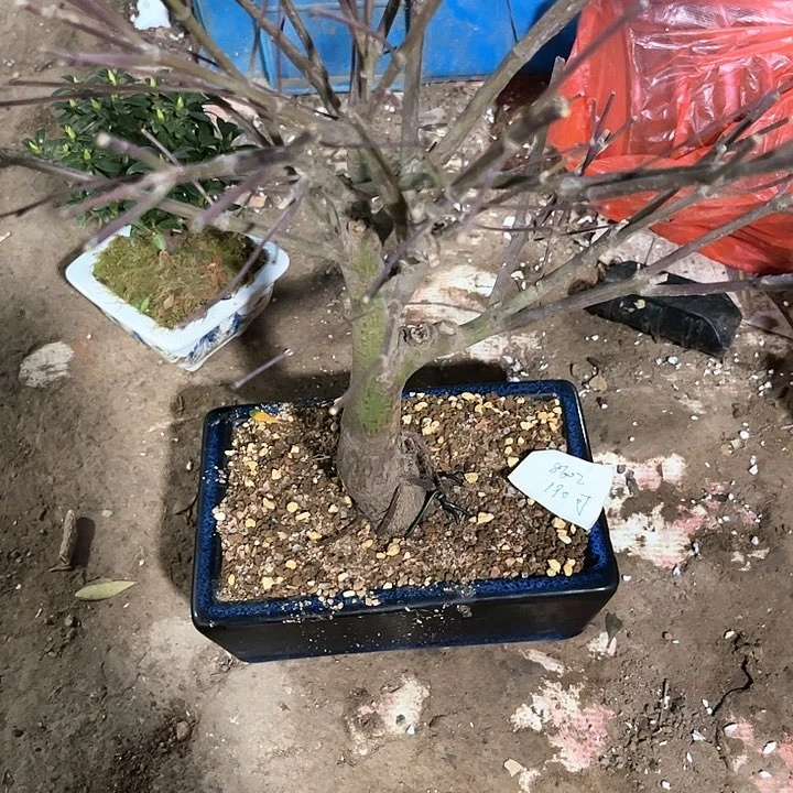 红陶可*紫青姬388.86588