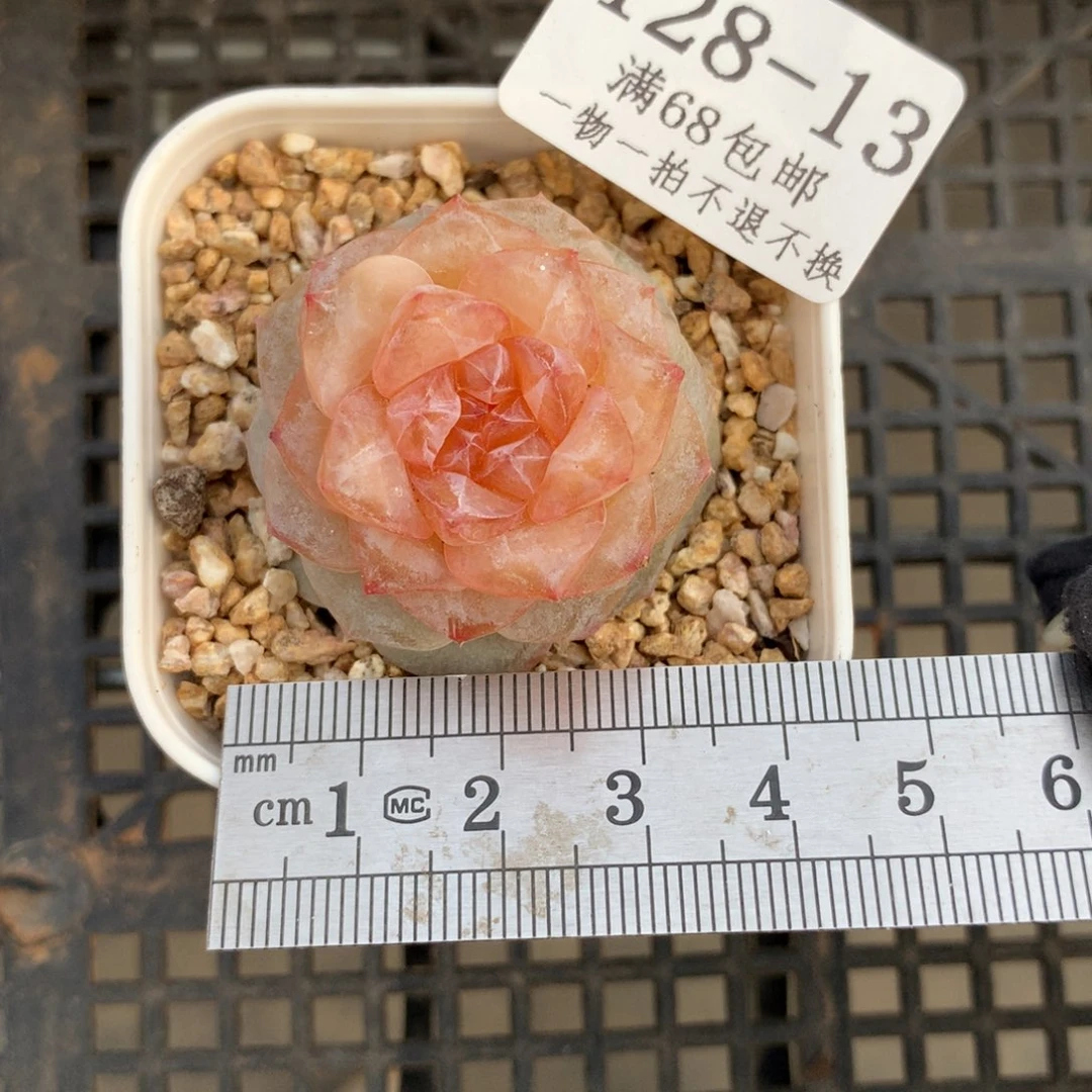 木*?13。冰花。糖心多肉。带盆土。