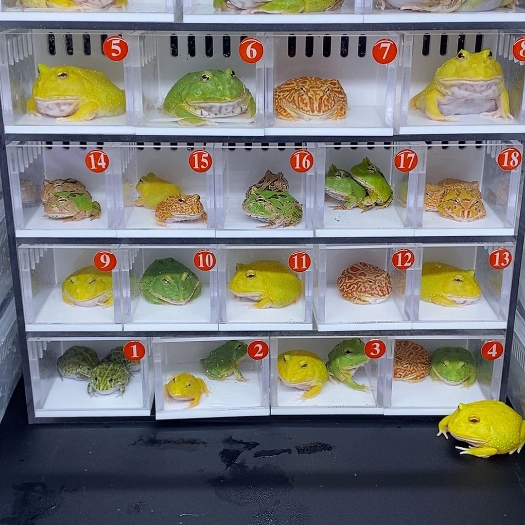 角蛙拍蛙专用一个