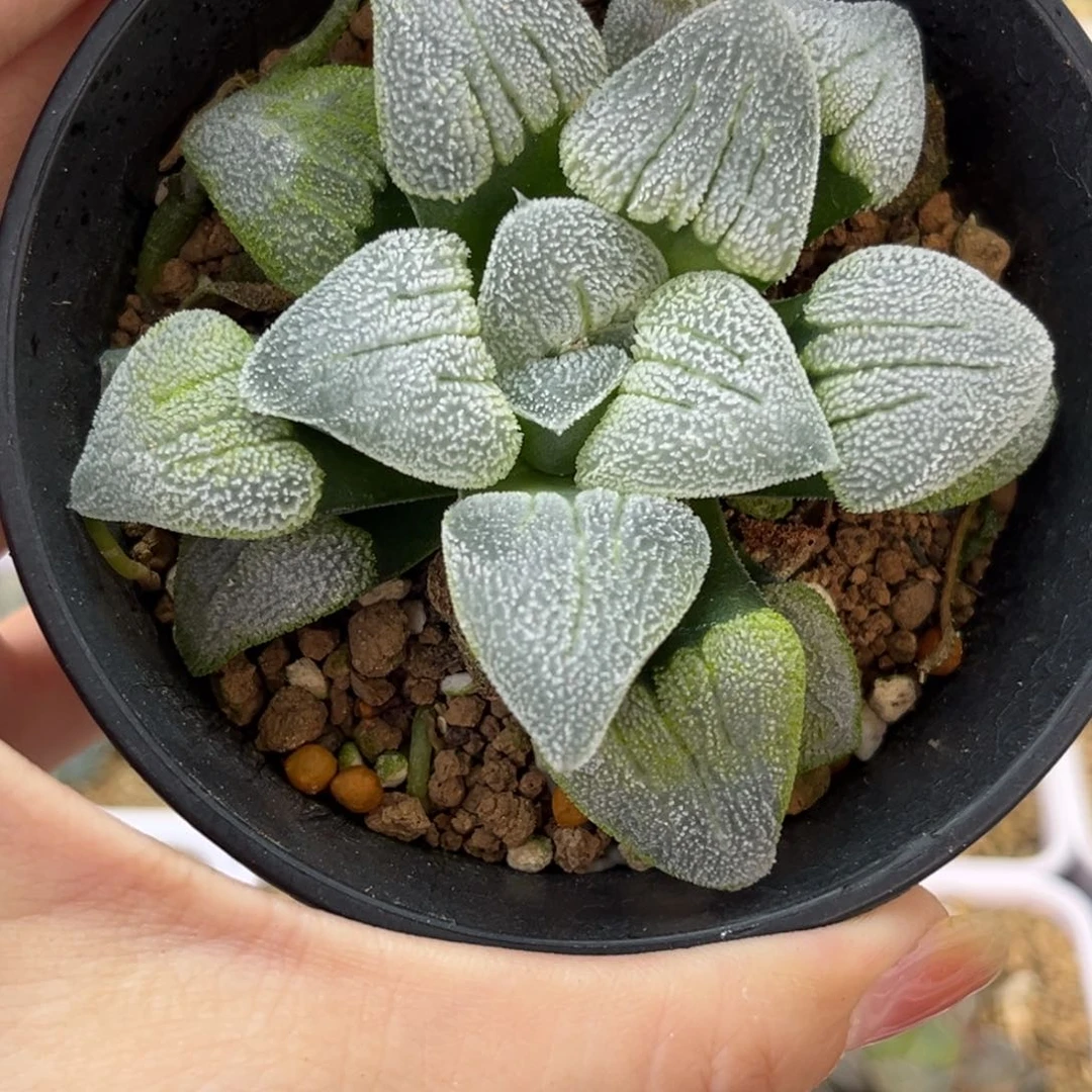 13铁道白银哈哈哈哈哈哈