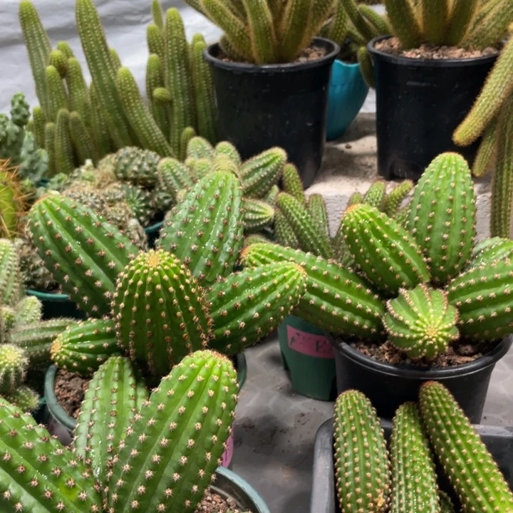 群生多头进口金妞金4保五六头