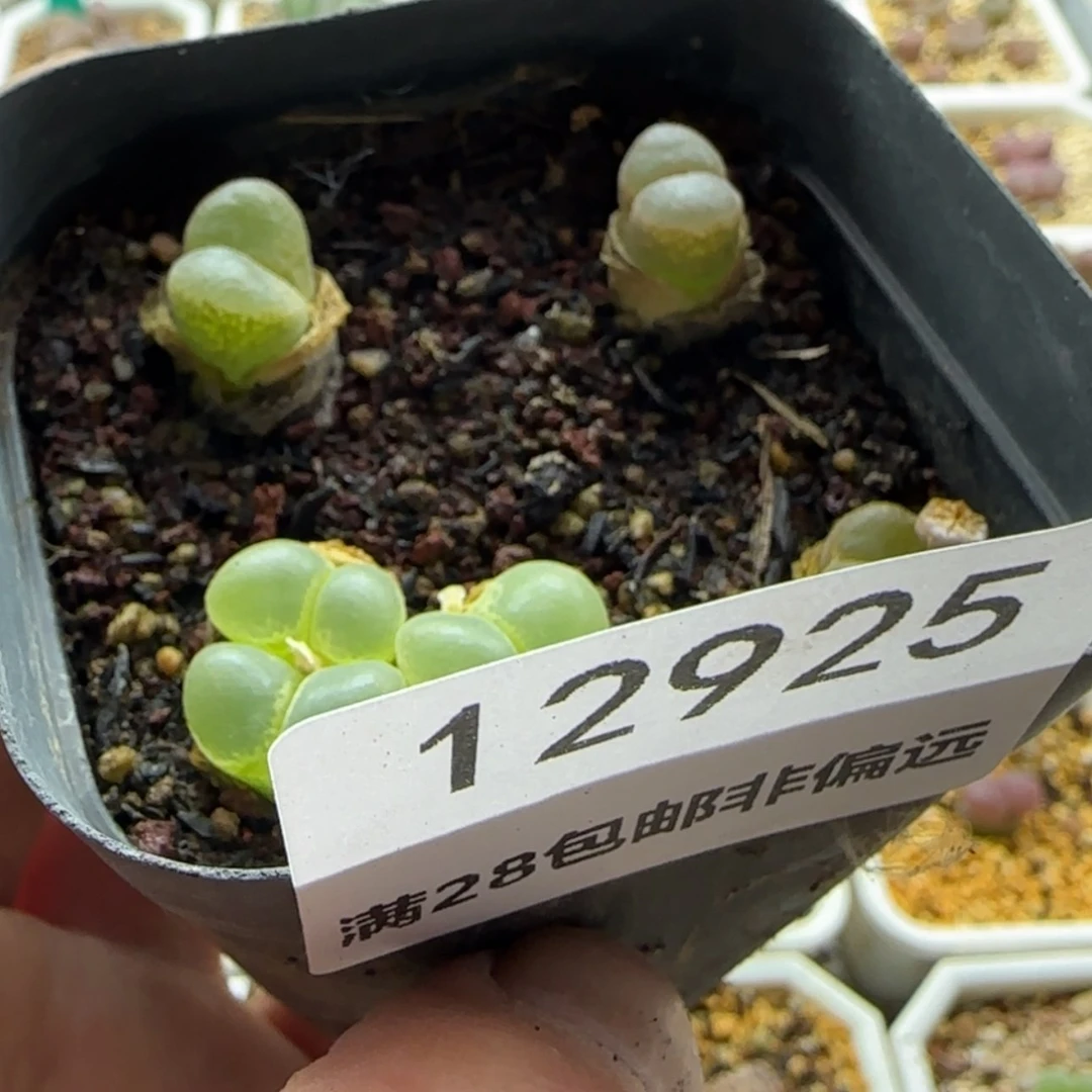 【闪购商品】斌****^12925