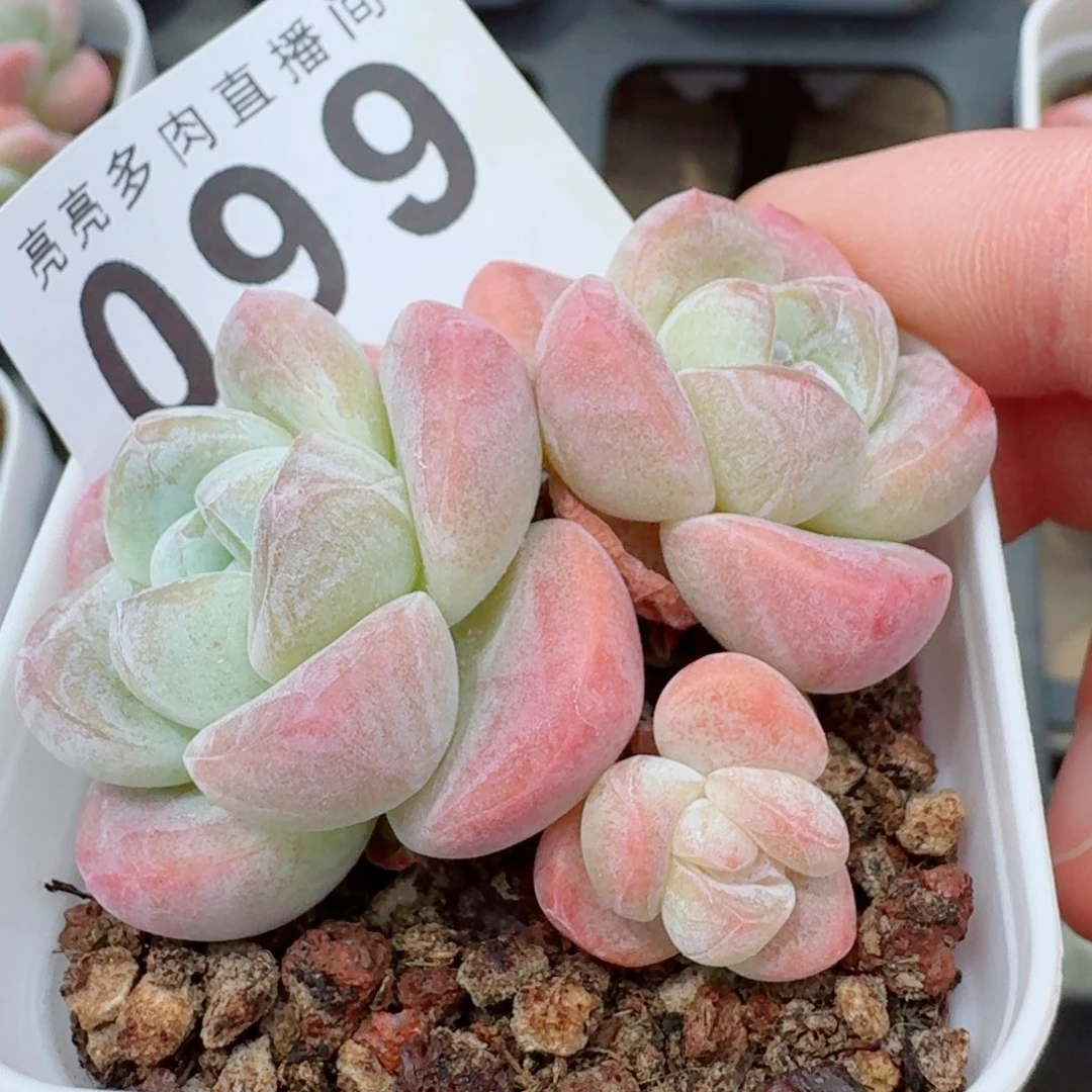 糖心冰玉            精美多肉植物