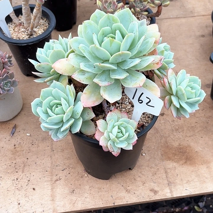 多肉植物，恋曲162号