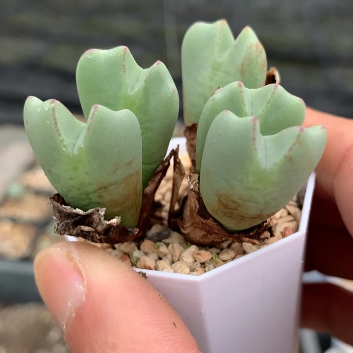 精品多肉植物精品鹿角少将