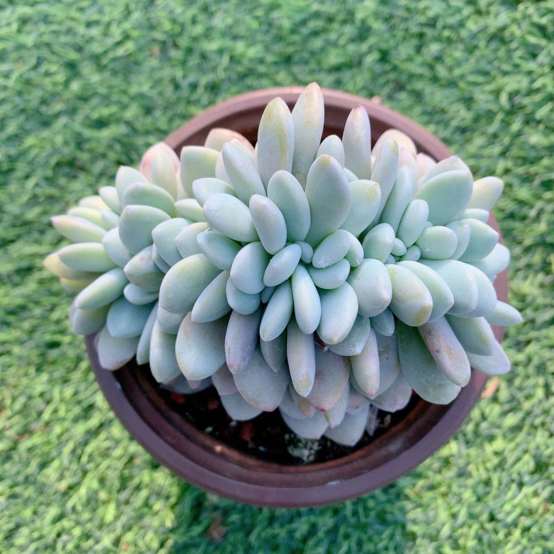 粉兔缀5-7CM【花界草堂】精品多肉阳台盆栽新手易养一单包邮