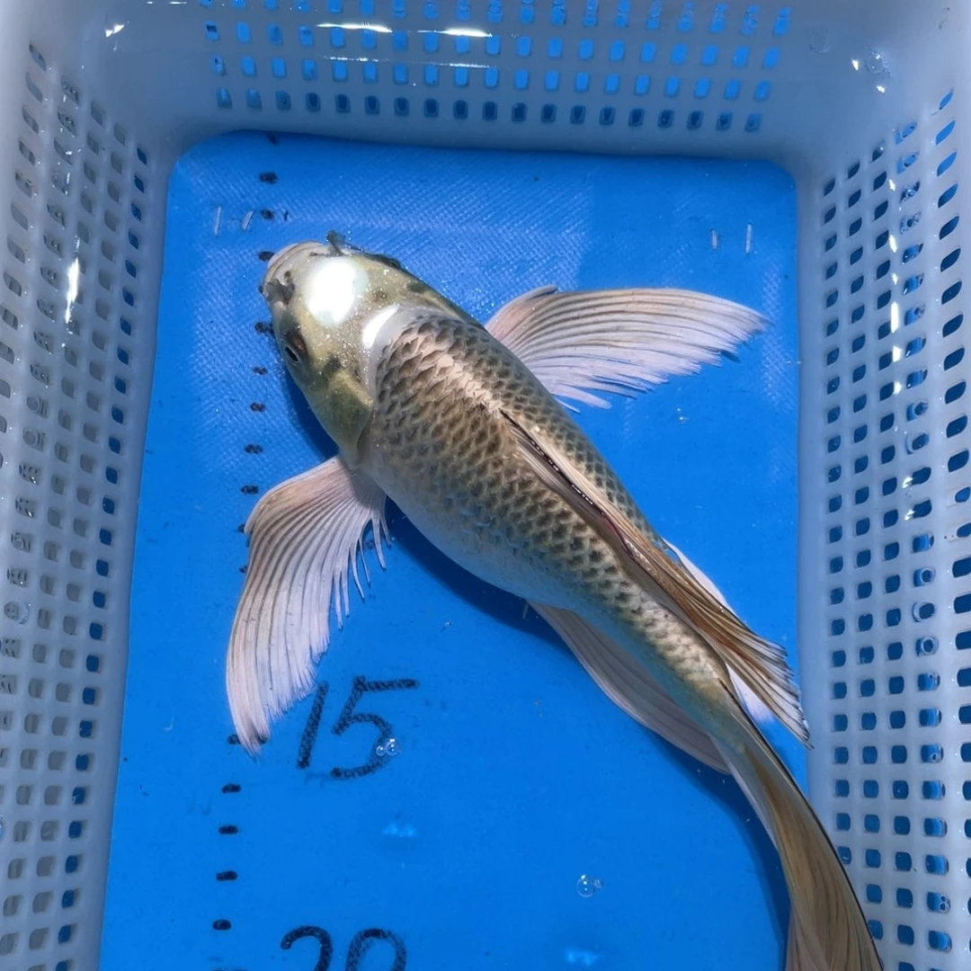 锦鲤锦鲤包邮包售后