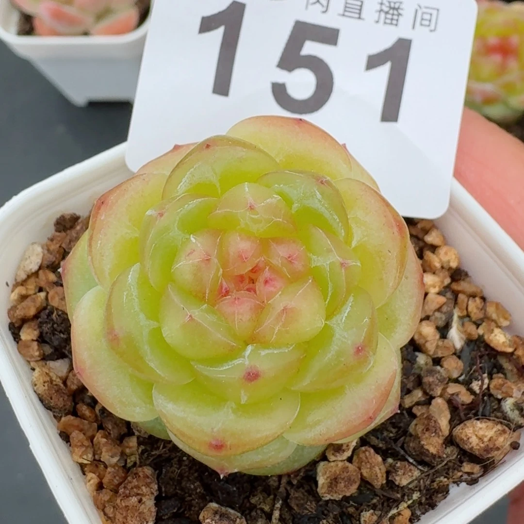 拿铁奶沫            精美多肉植物