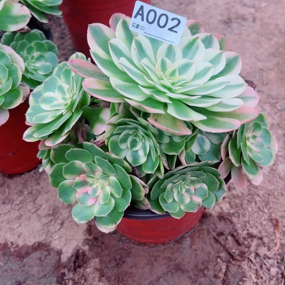 002荔枝多肉植物法师