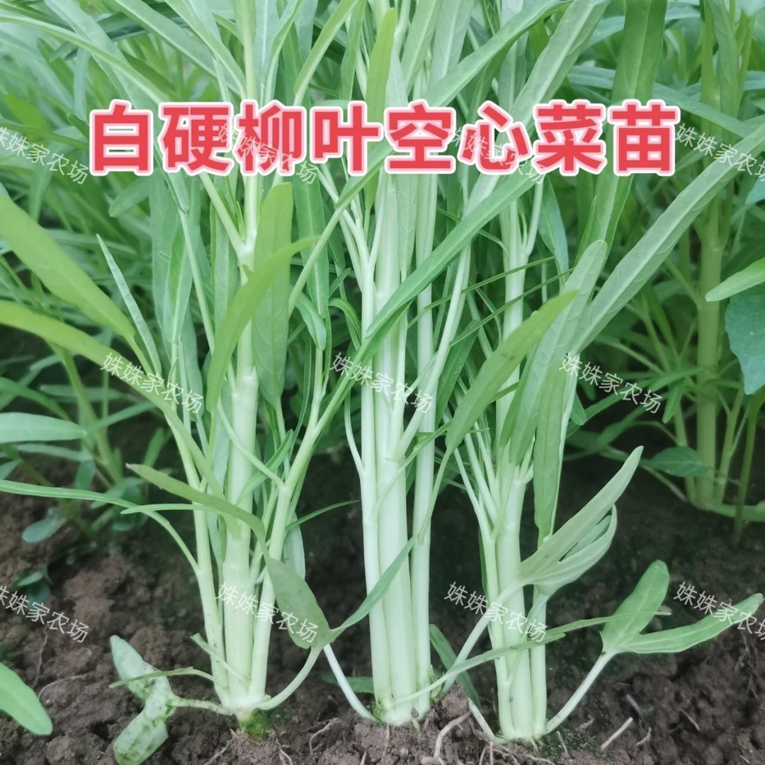 正宗博白柳叶白梗农作物空心菜带泥发货新鲜软嫩爽口