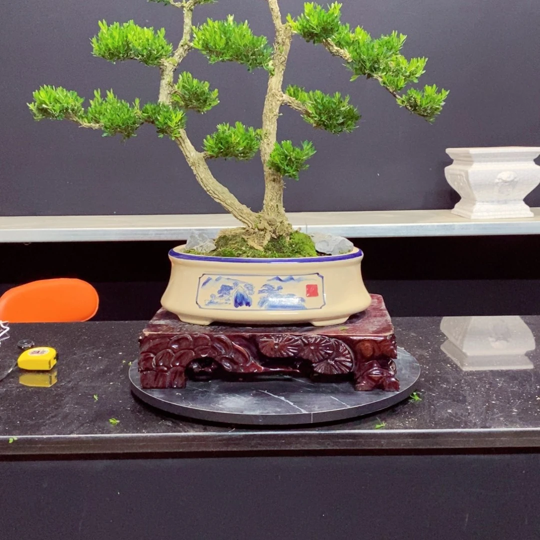 无花朵广东皱皮雀舌黄杨