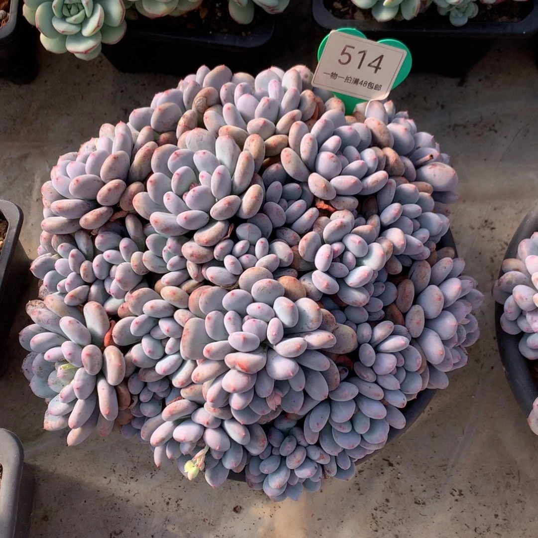 ****葱香香雪老桩无砍平头514