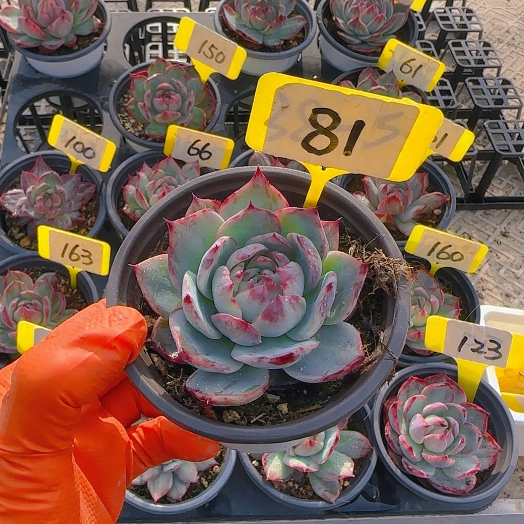 云*81惊鸿单头多肉