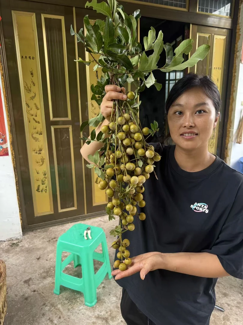 小（顺丰包邮）正宗四川书楼储良龙眼现摘现发当季新鲜清甜多汁水果