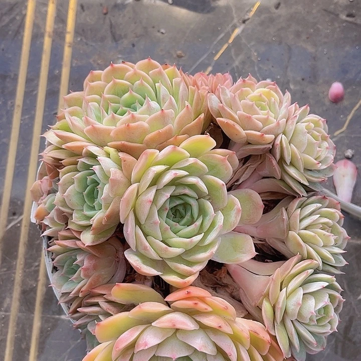 昂斯诺09106多肉植物