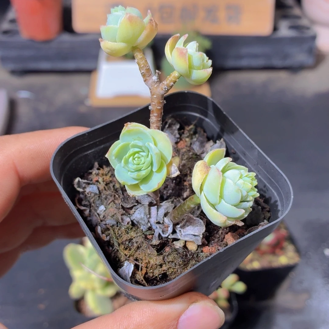 薄化妆多肉9.9包邮发货