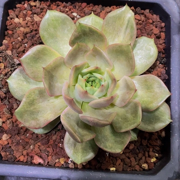 东云拉丝锦一物一拍