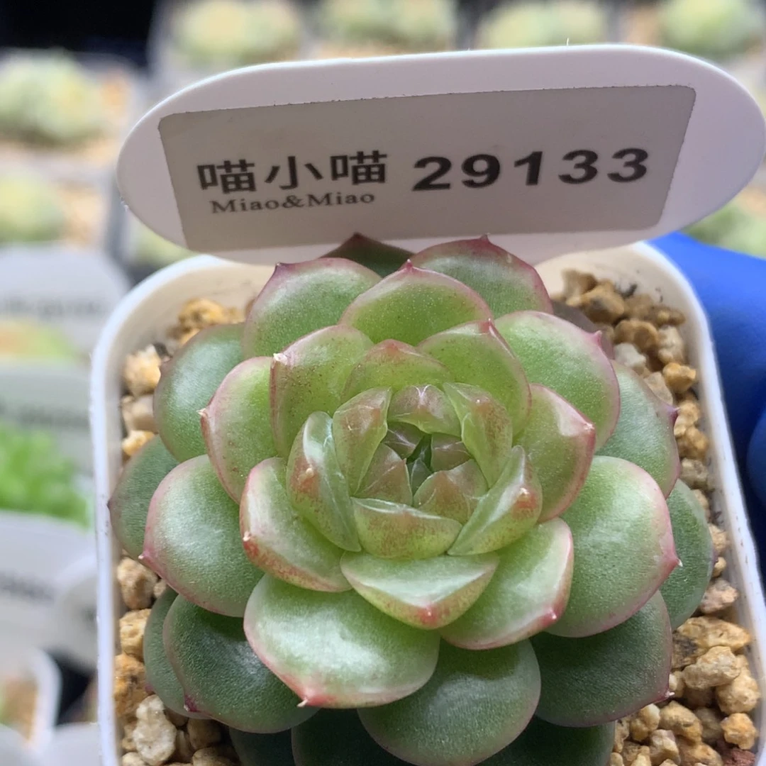 多肉植物杂交珍妮