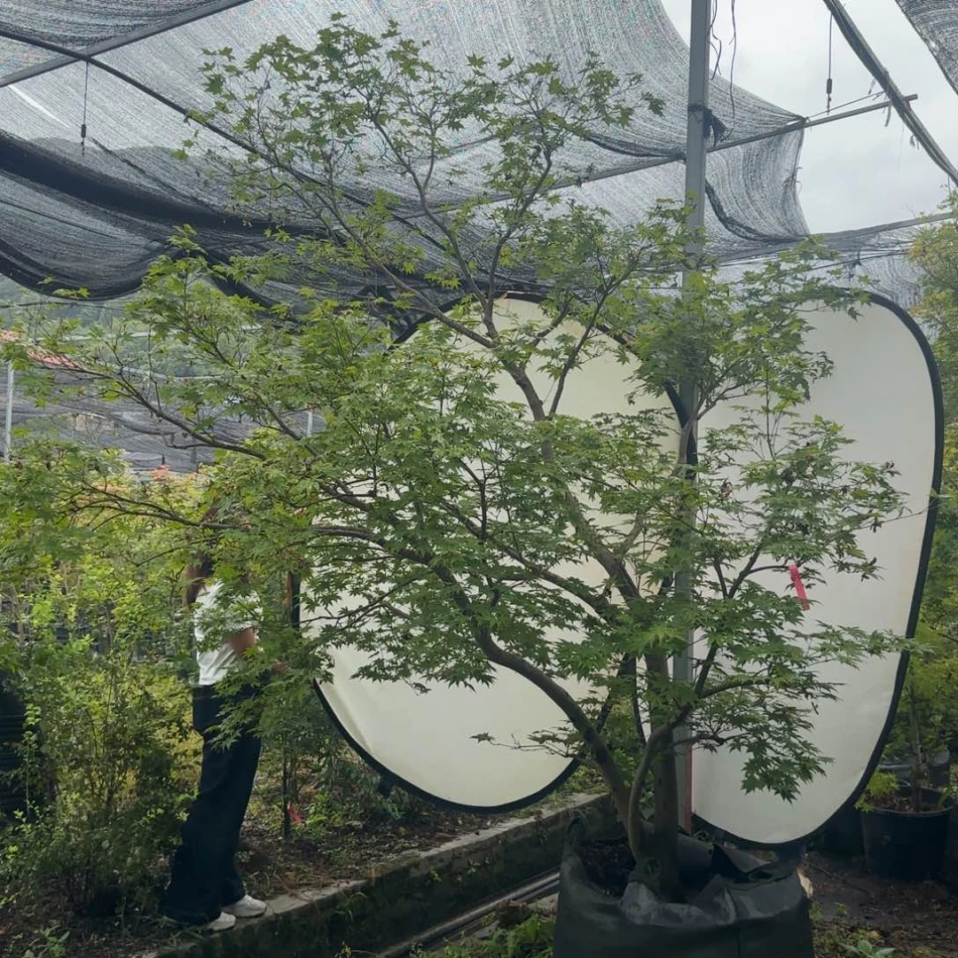 无花朵大明一物一拍