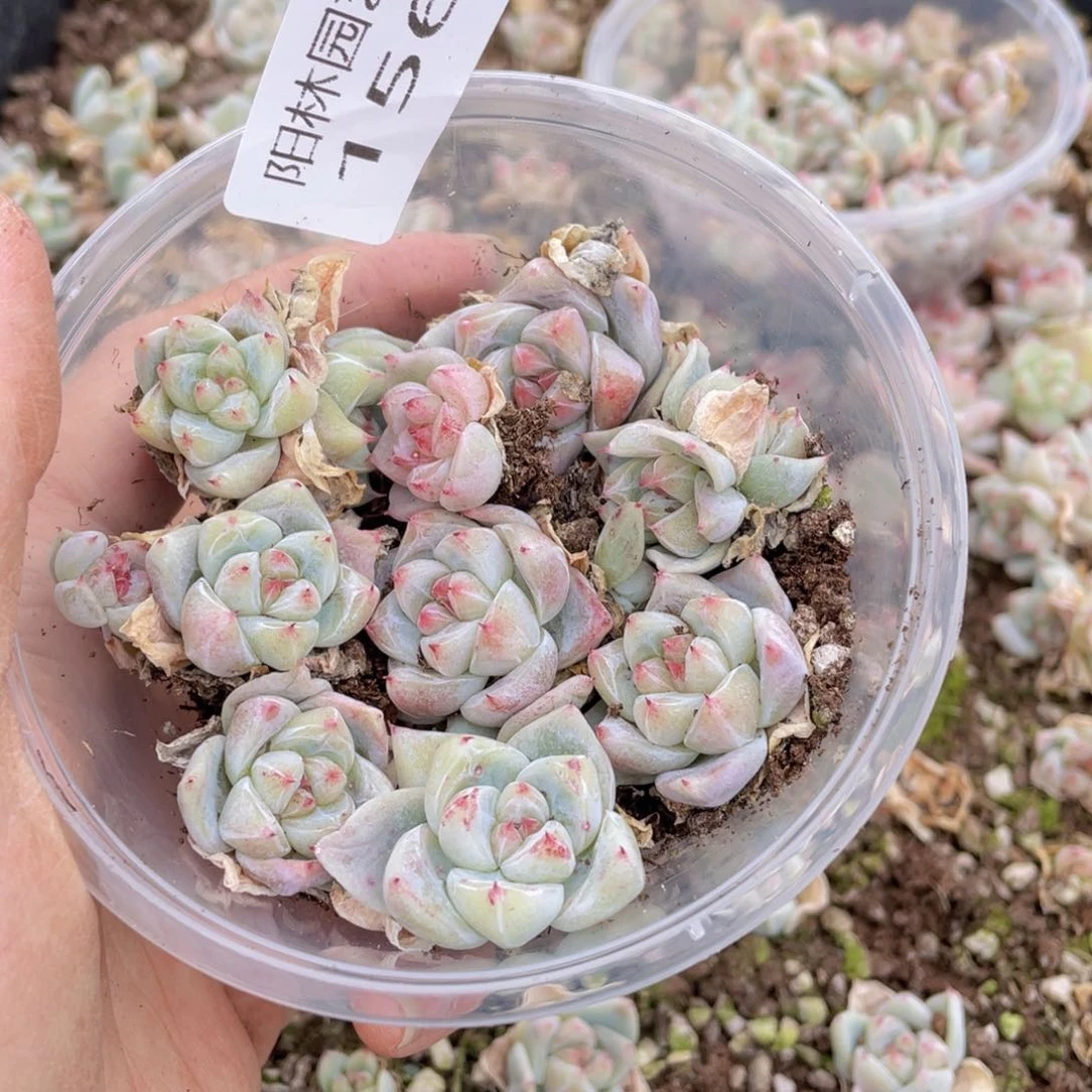 多肉植物多肉植物156