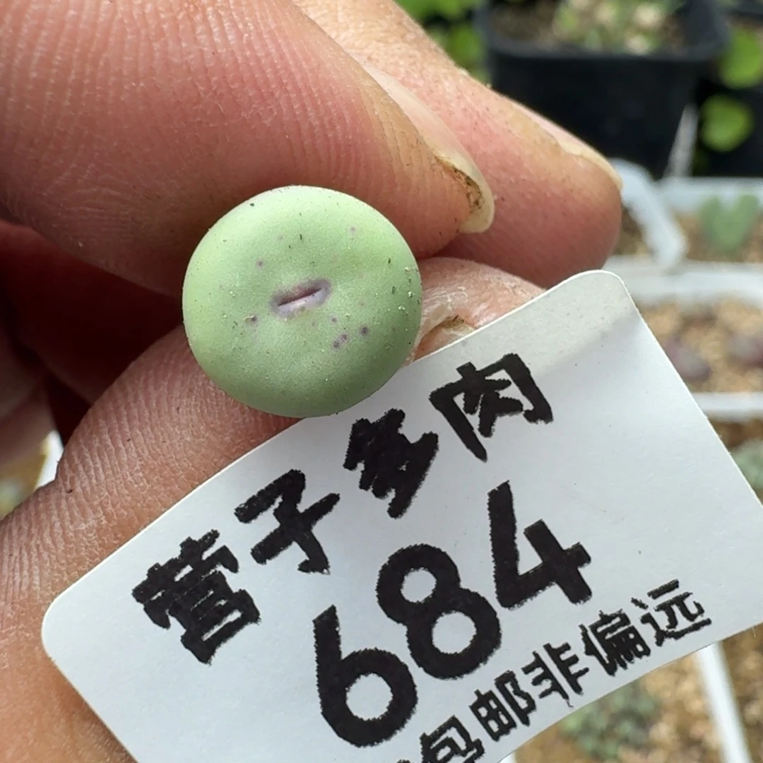 紫皮大红嘴。