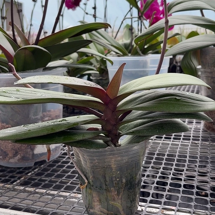 完全开放小叶安娜一物一拍1颗