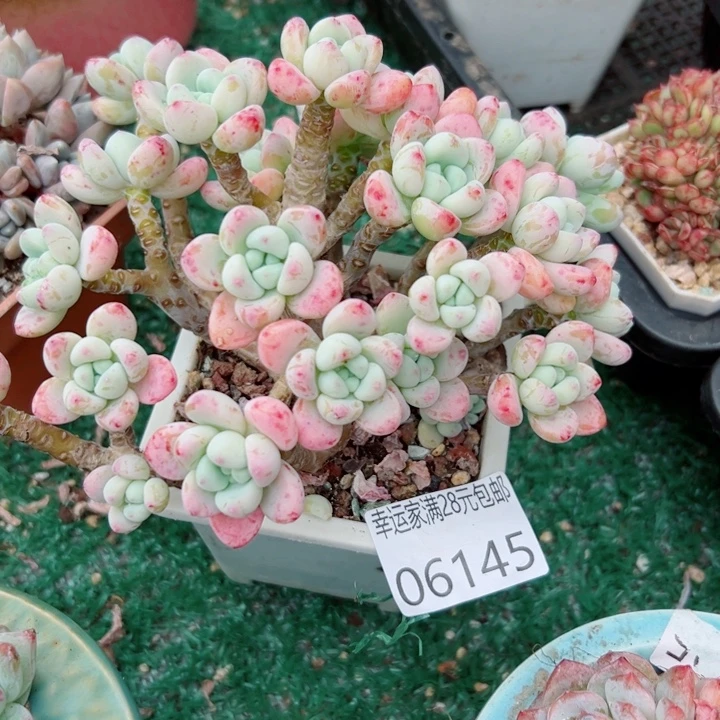 幸运的是你还没遇到幸运