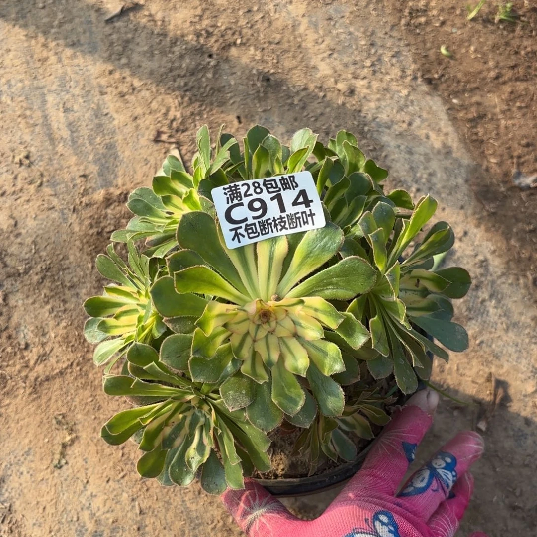 E. 914锦如云多肉1。cad