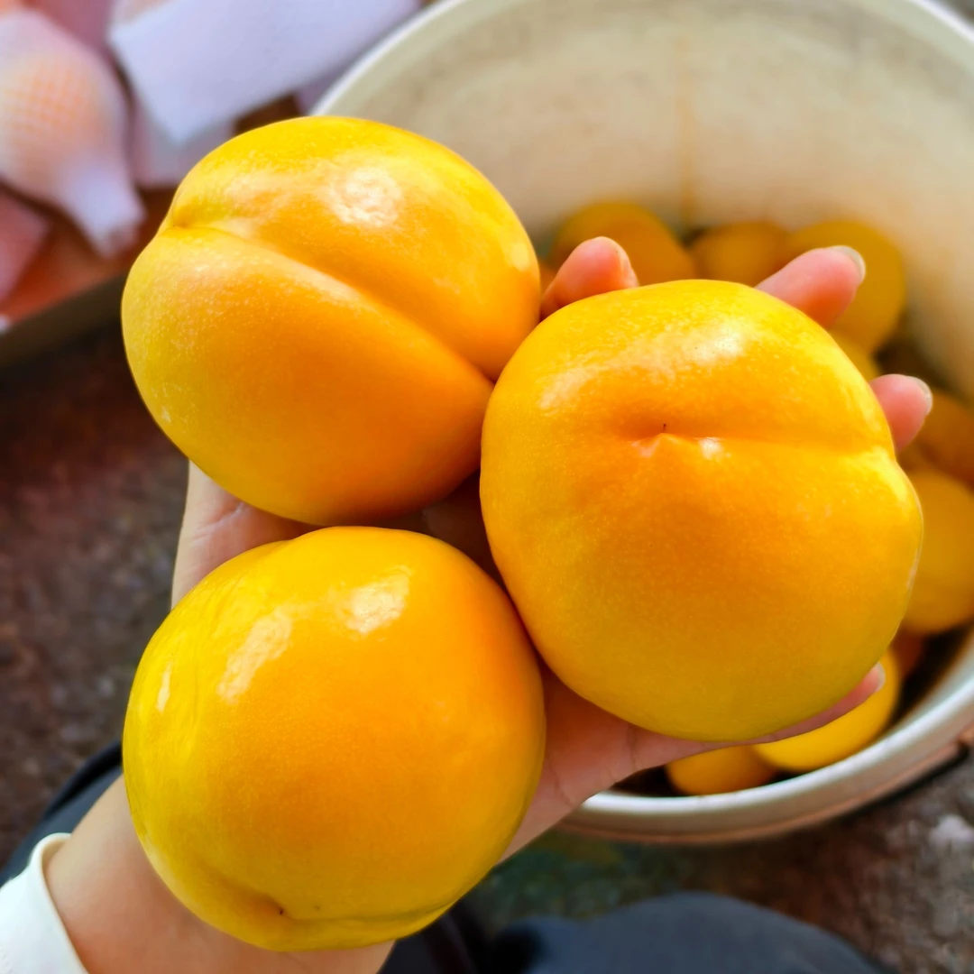 青浓湘野农场平谷黄油桃5斤礼盒脆甜多汁现摘现发顺丰快递北京市