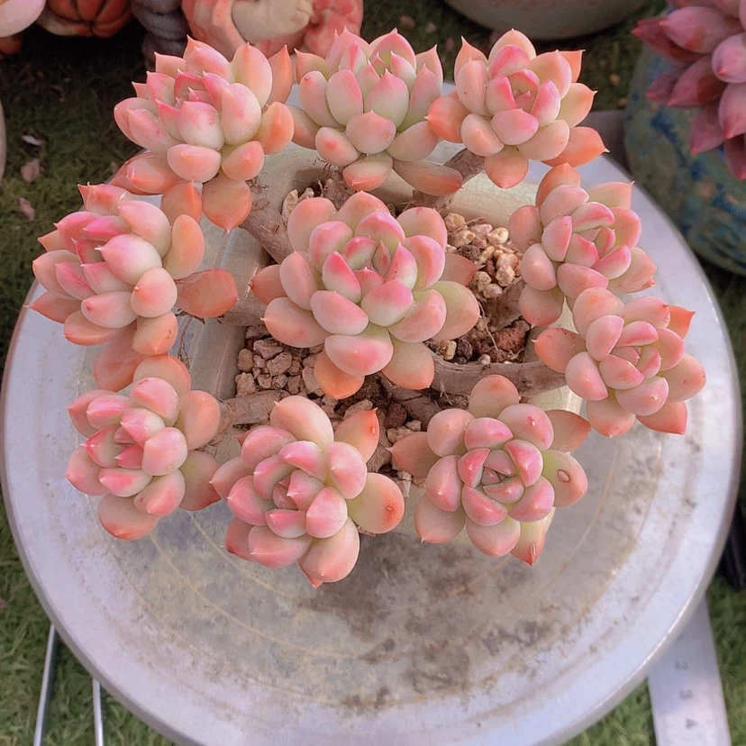 【闪购商品】彩虹迈达斯