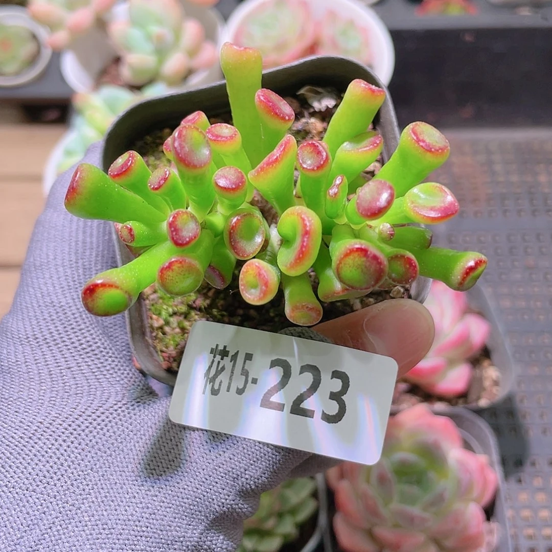 花利美15-223吸财树