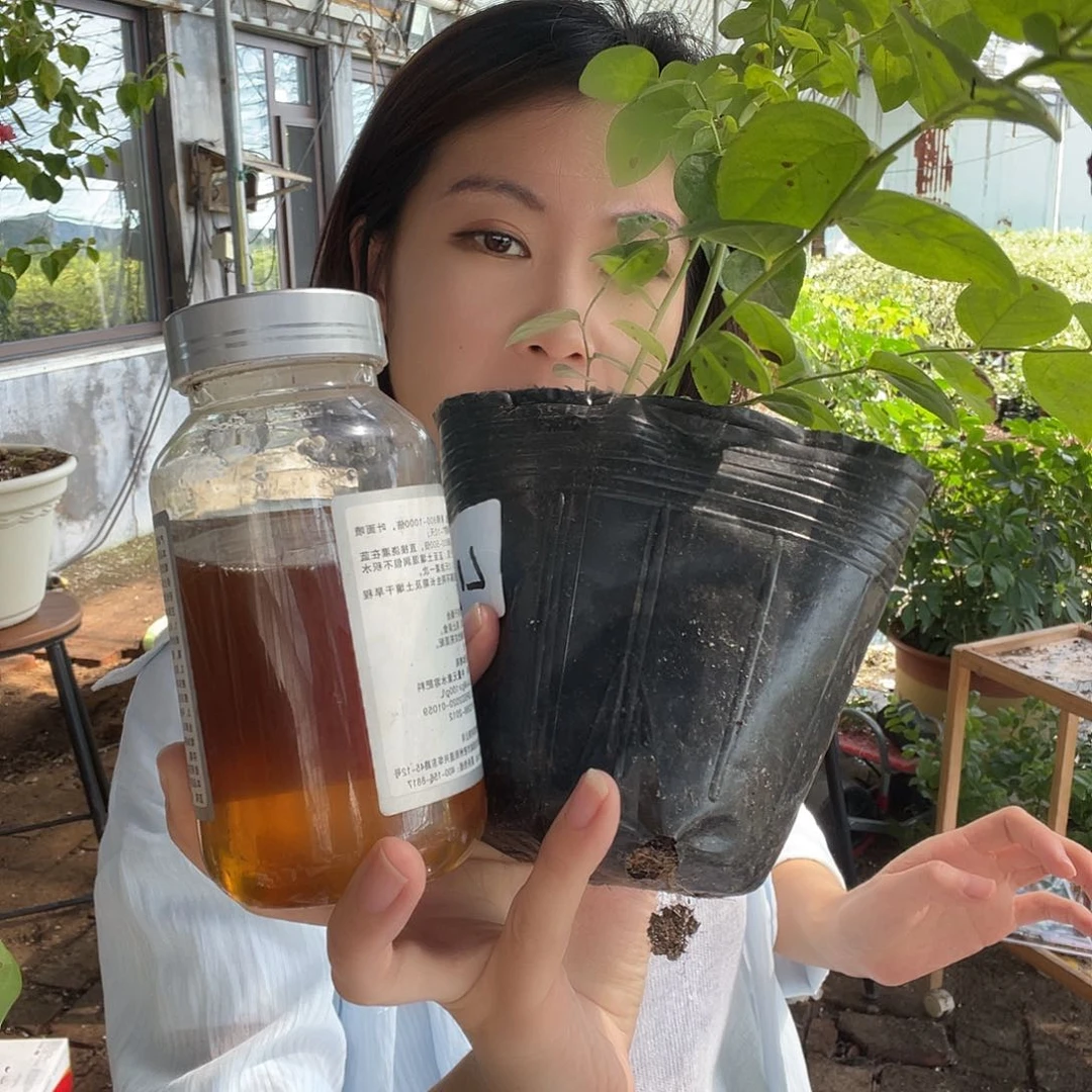 蓝莓伴侣送11 苗子不售后