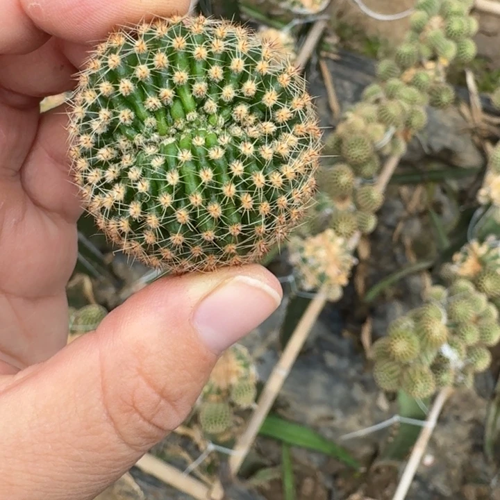 310彩草514.2嫣然无根侧牙4公分左右，20包邮