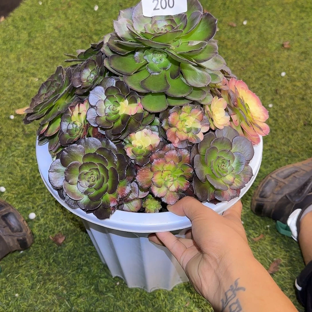 200多肉 福利海王七彩