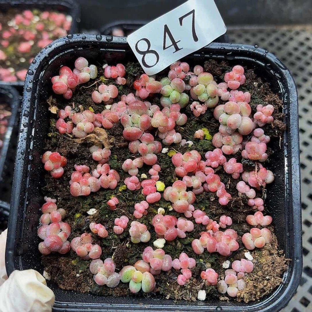 多肉植物多肉植物847