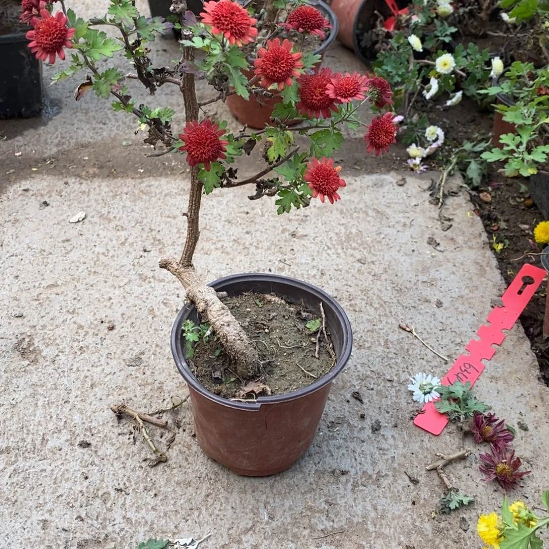 是***往无花朵人盆景盆景sell20