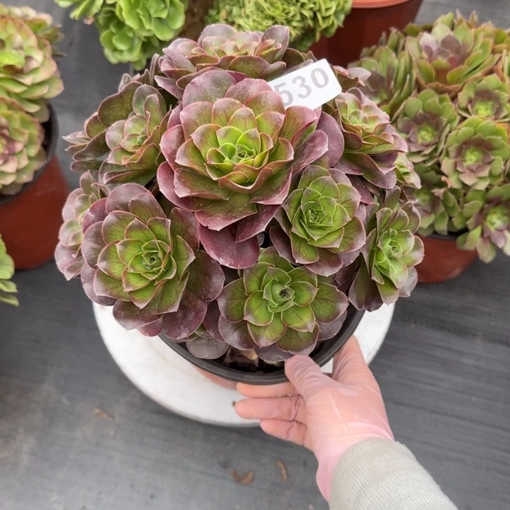 多肉植物魅金530号