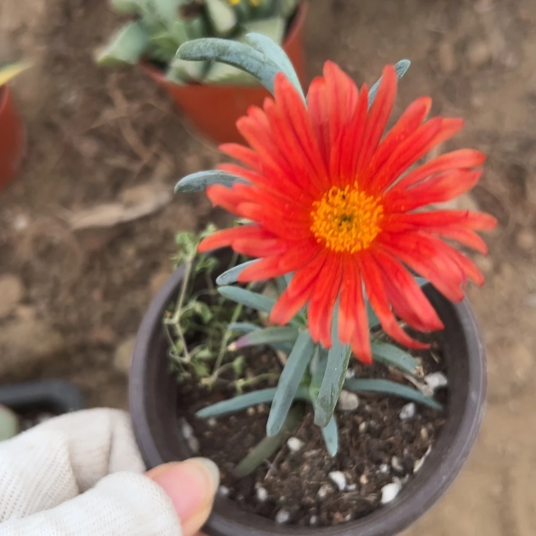 别扭呃呃呃呃呃呃呃呃呃呃