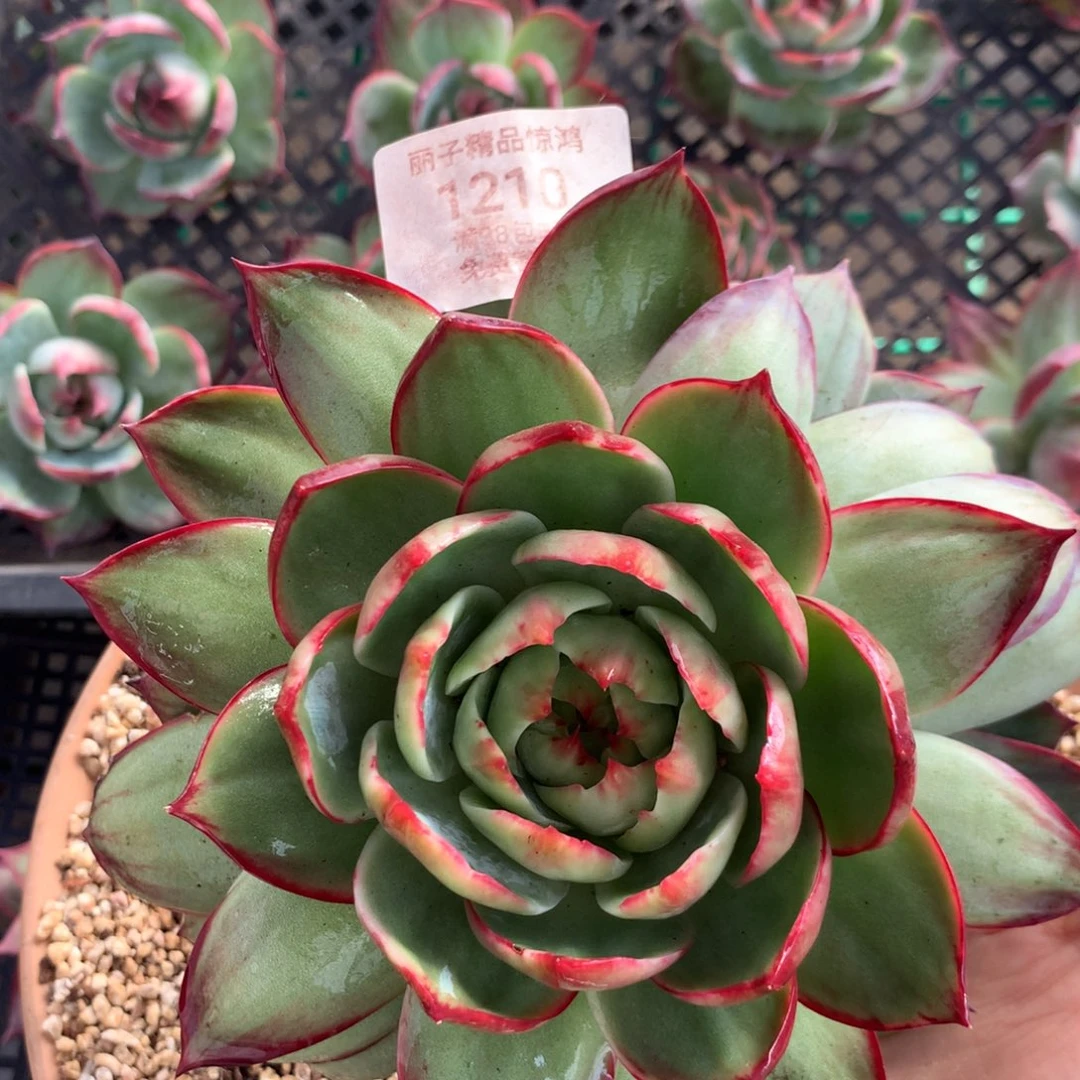 1210多肉植物厘米16