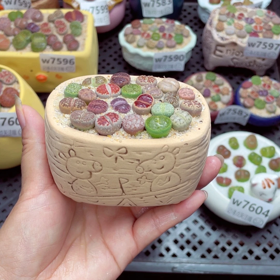 w7606 带盆土发货一物一拍